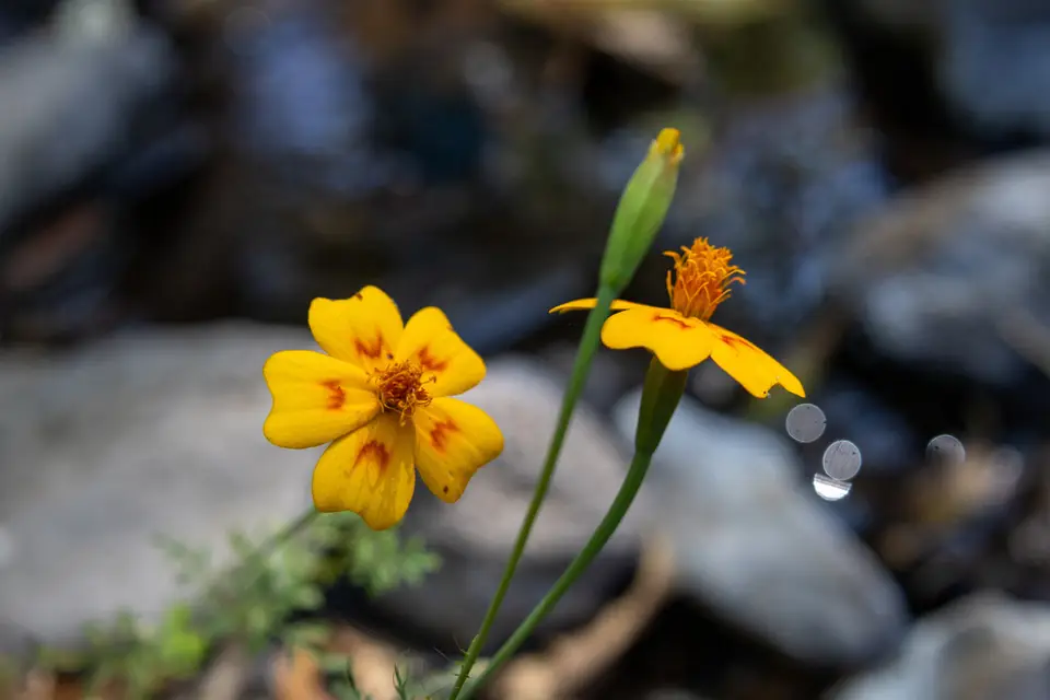 Red-Crescent Marigold (Tagetes lunulata)