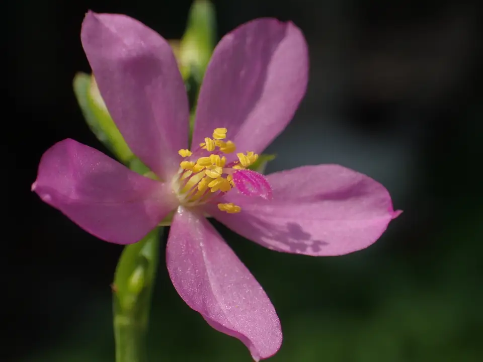 Philippine Spinach (Talinum fruticosum)