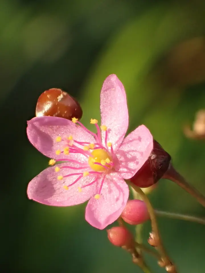 Jewels of Opar (Talinum paniculatum)