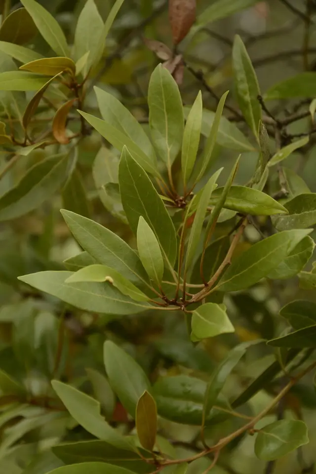Silk Bay (Tamala humilis)