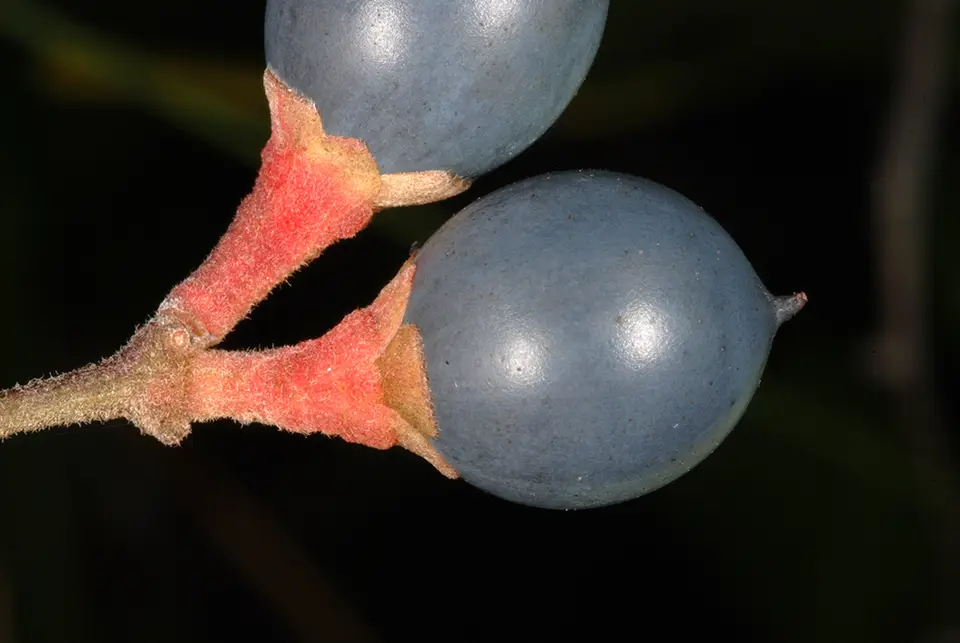 Swamp Redbay (Tamala palustris)