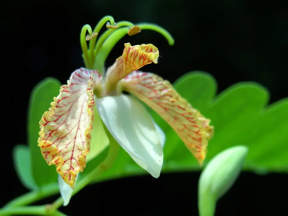 Tamarind (Tamarindus indica)
