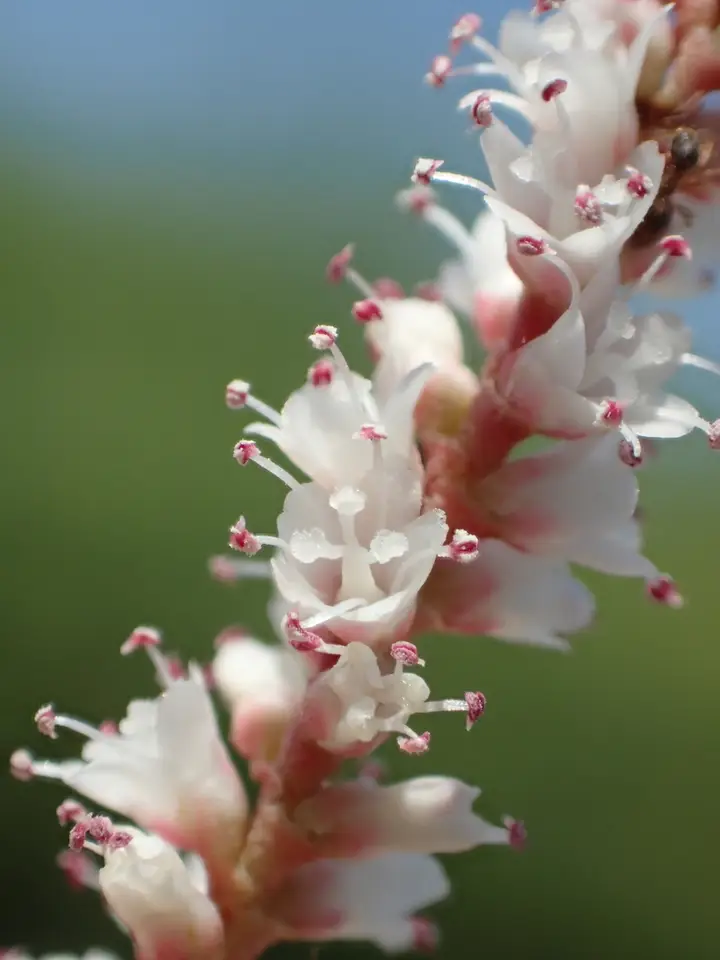 Athel Tamarisk (Tamarix aphylla)