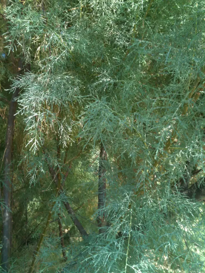 Canary Islands Tamarisk (Tamarix canariensis)