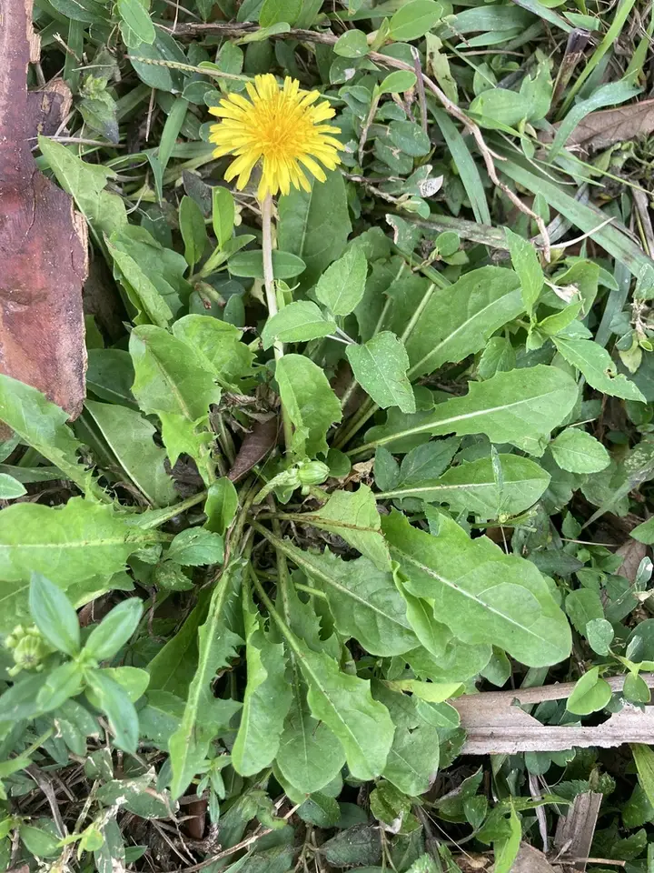 Common Dandelion (Taraxacum officinale)
