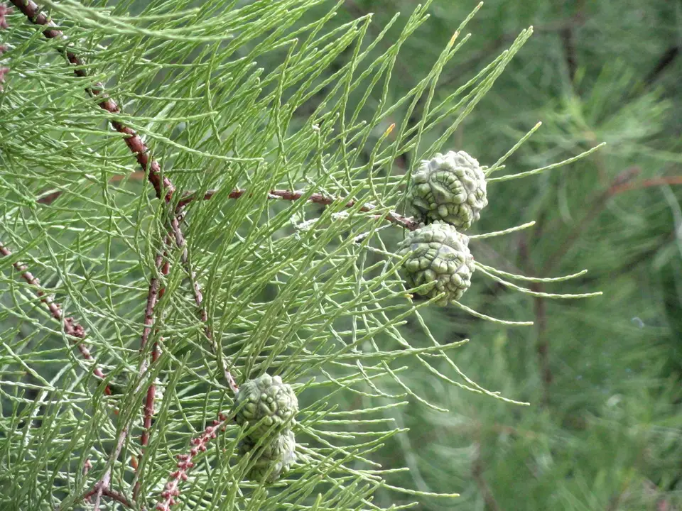 Pondcypress (Taxodium ascendens)