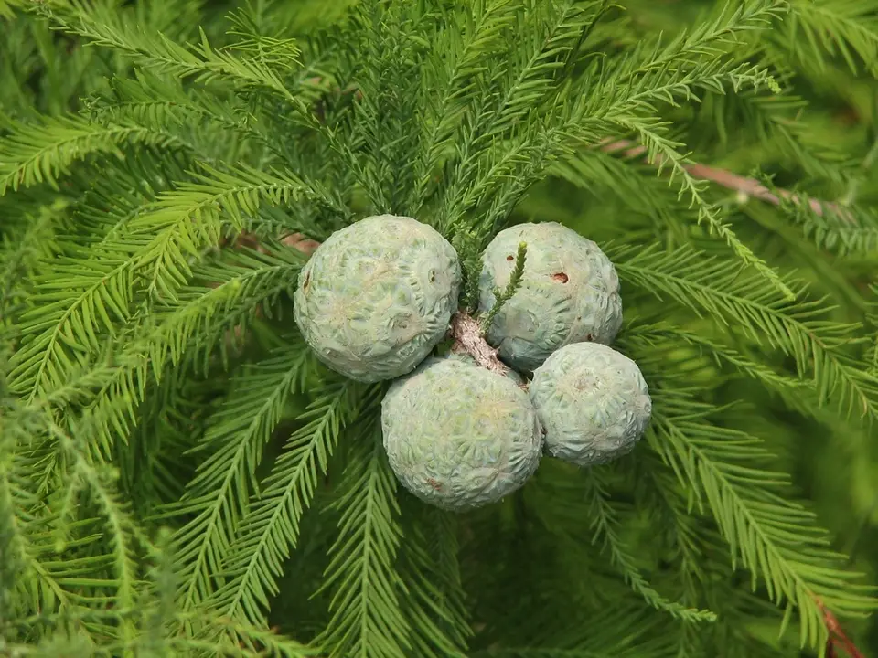 Baldcypress (Taxodium distichum)