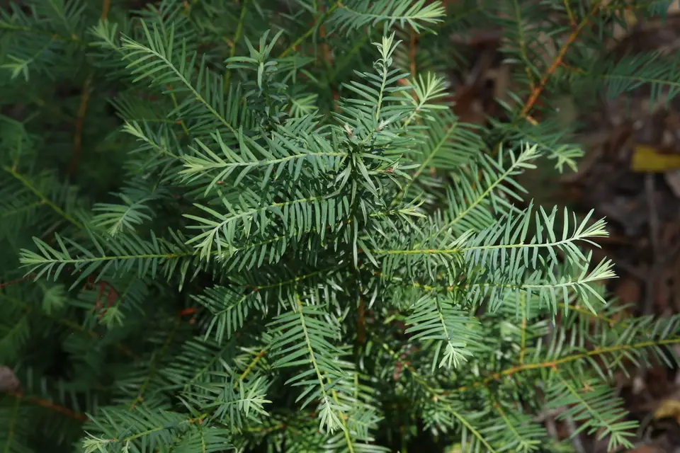 Florida Yew (Taxus floridana)