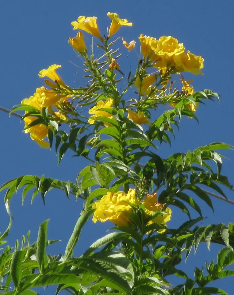Yellow Trumpet Flower (Tecoma stans)