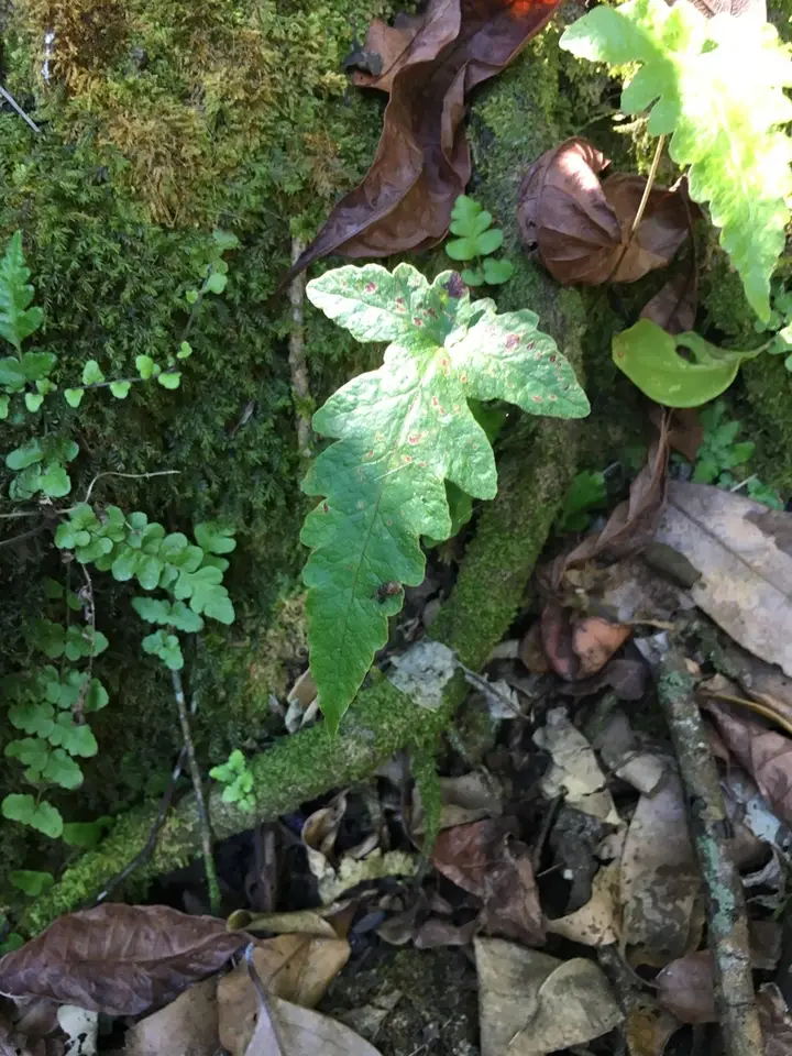 Least Halberd Fern (Tectaria fimbriata)