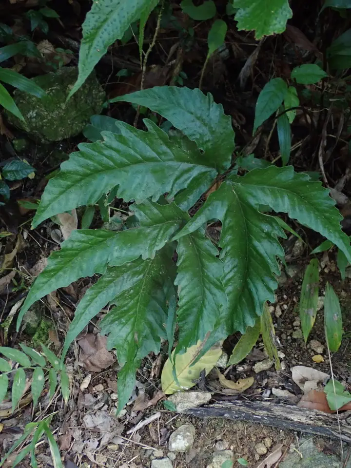 Broad Halberd Fern (Tectaria heracleifolia)