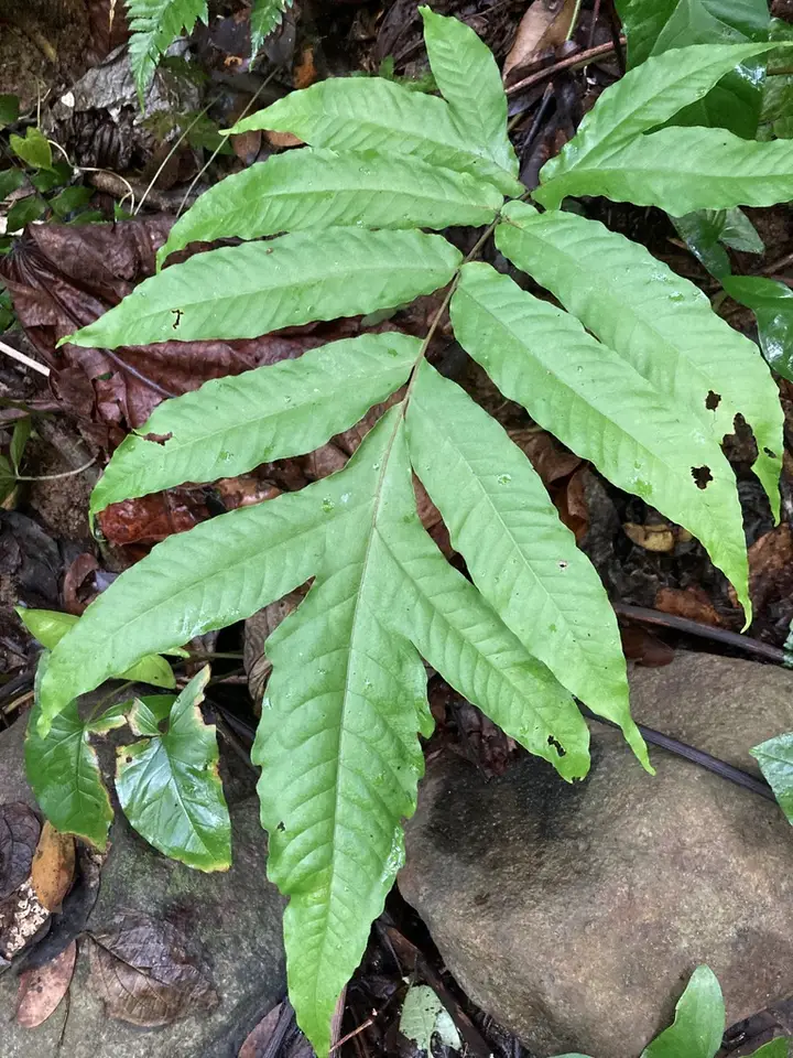 Incised Halberd Fern (Tectaria incisa)