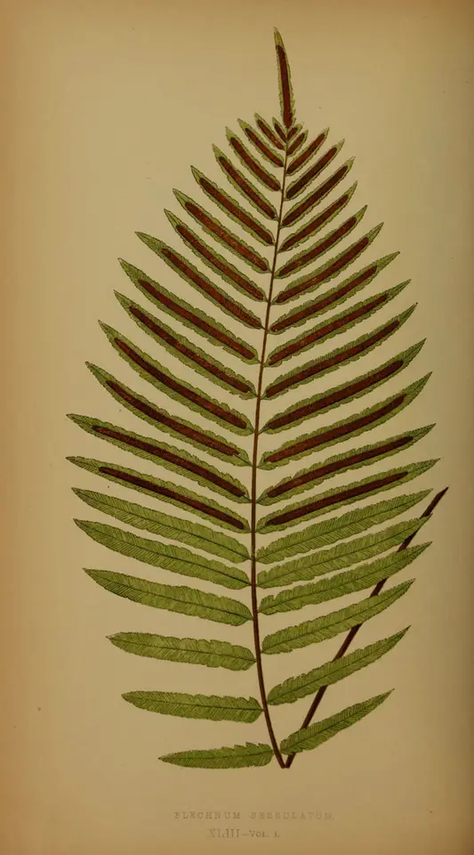 Toothed Midsorus Fern (Telmatoblechnum serrulatum)