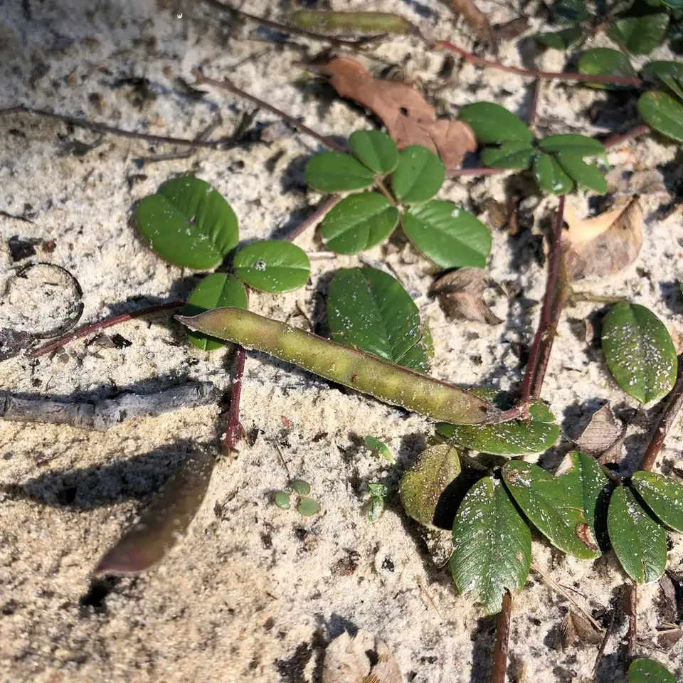 Scurf Hoarypea (Tephrosia chrysophylla)