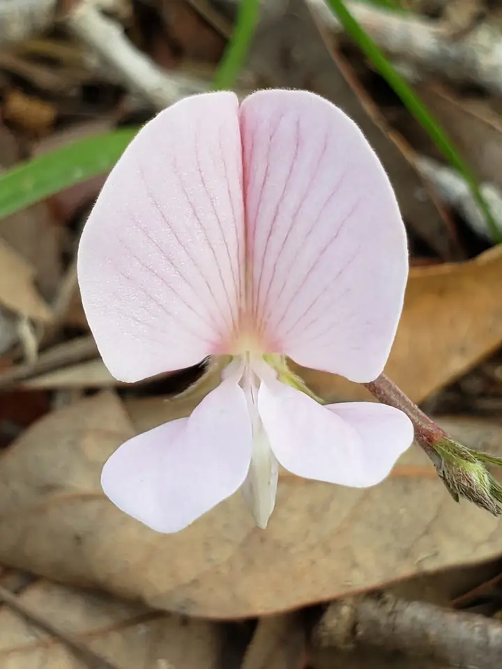 Florida Hoarypea (Tephrosia florida)