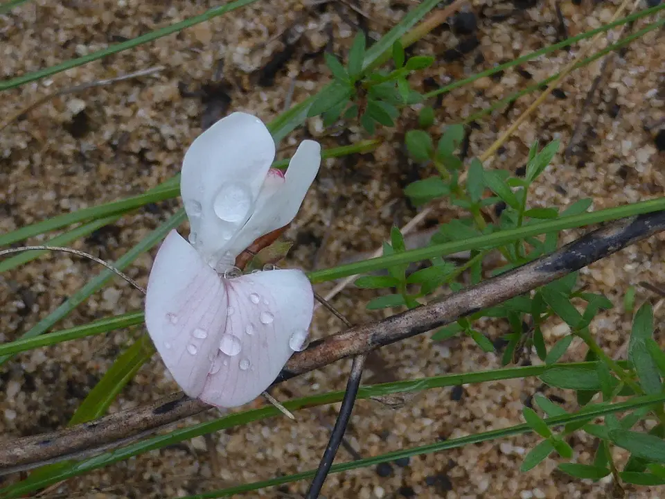 Sprawling Hoary Pea (Tephrosia hispidula)