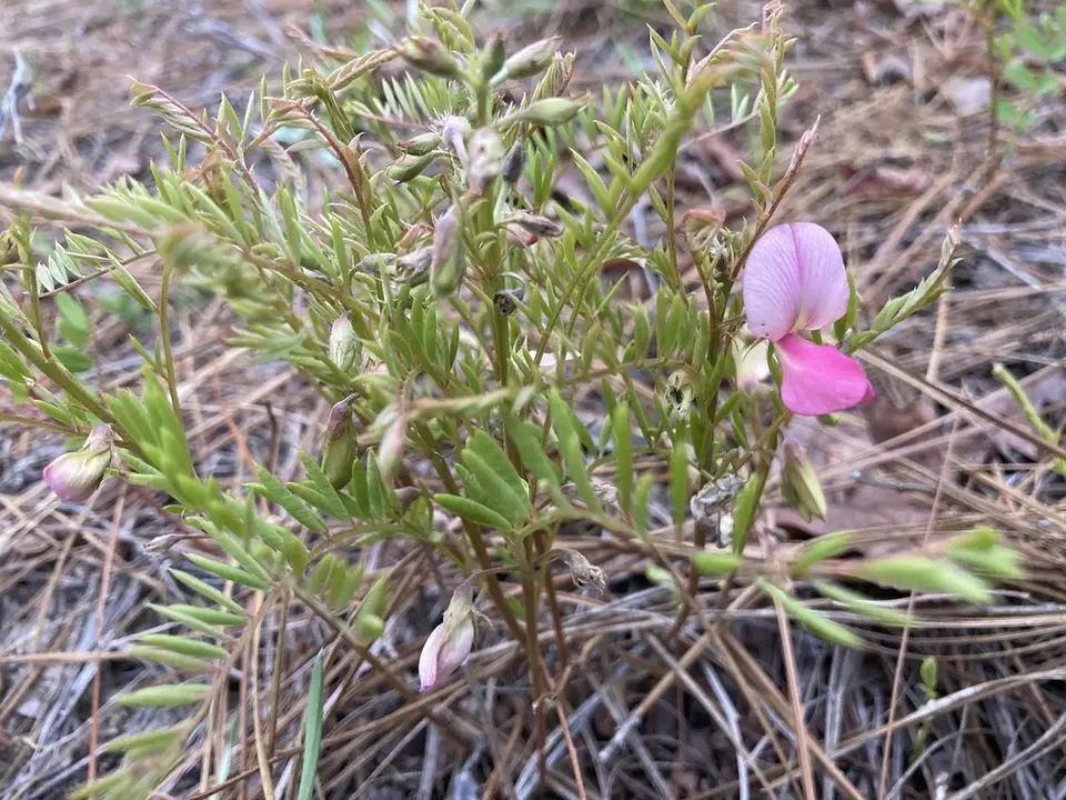 Pineland Hoarypea (Tephrosia mohrii)