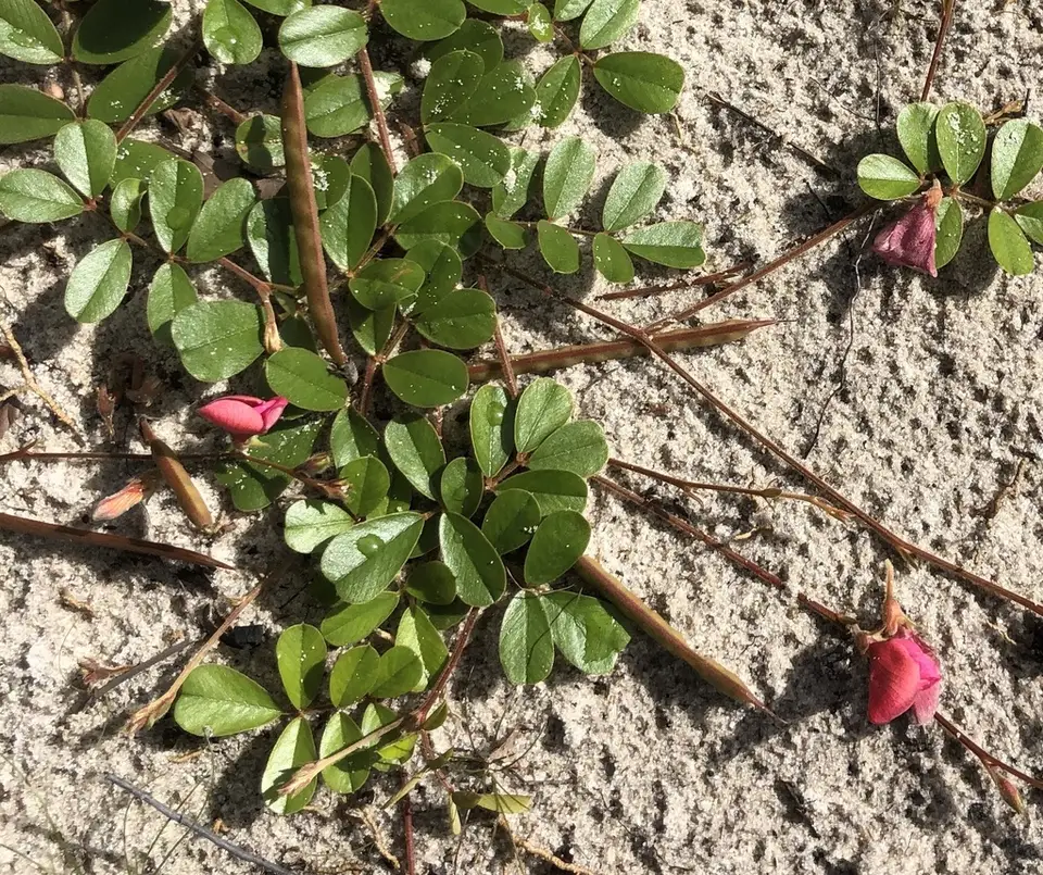 Sandhill Tippetoes (Tephrosia mysteriosa)