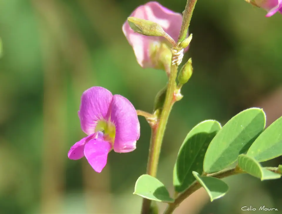 Purple Hoarypea (Tephrosia purpurea)