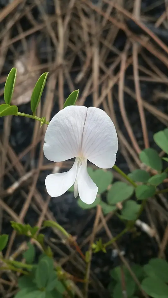 Rugels' Hoarypea (Tephrosia rugelii)