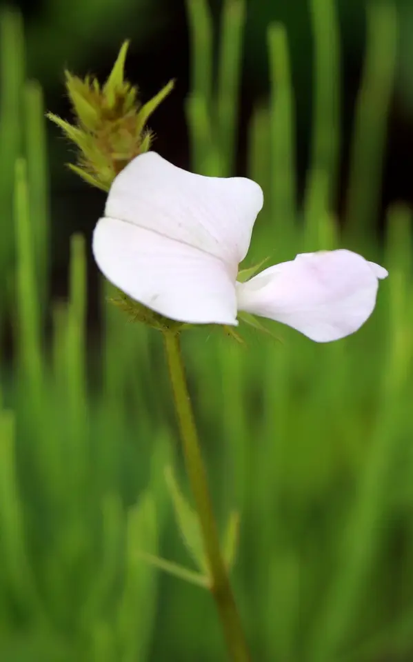 Spiked Hoarypea (Tephrosia spicata)