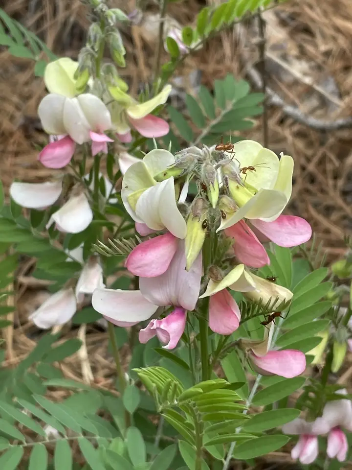 Goat's Rue (Tephrosia virginiana)