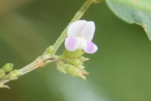Teramnus labialis (Teramnus labialis)