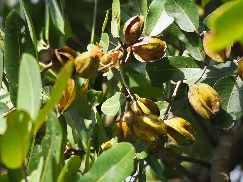 Arjun Tree (Terminalia arjuna)