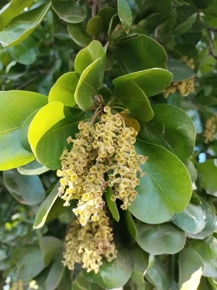 Gregorywood (Terminalia buceras)