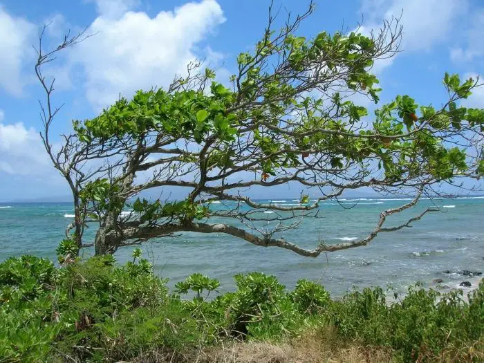 Sea Almond (Terminalia catappa)