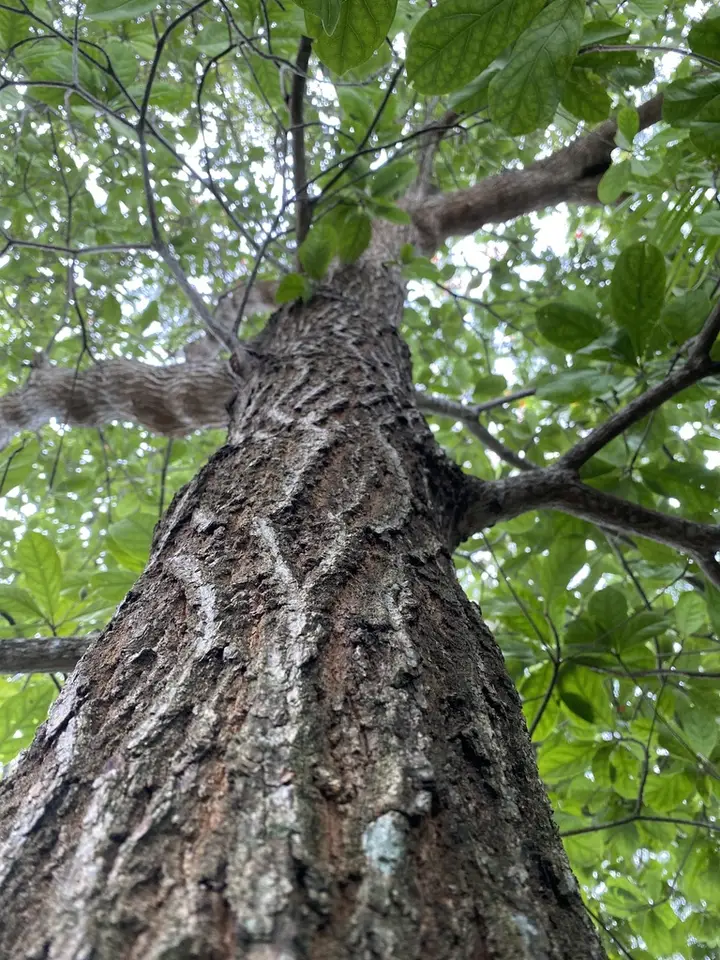 Australian Almond (Terminalia muelleri)