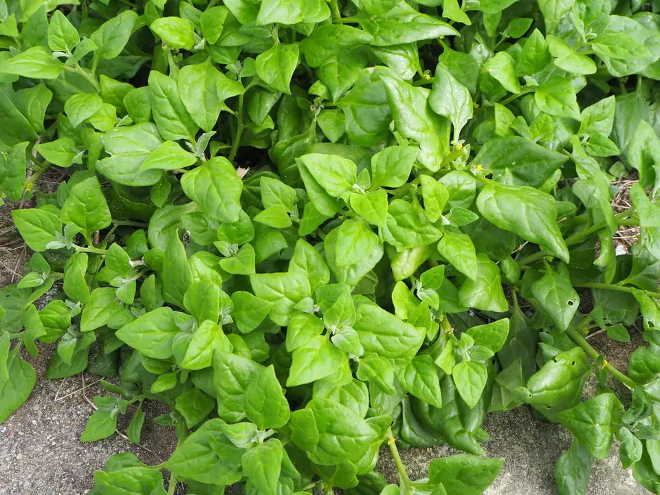New Zealand Spinach (Tetragonia tetragonoides)