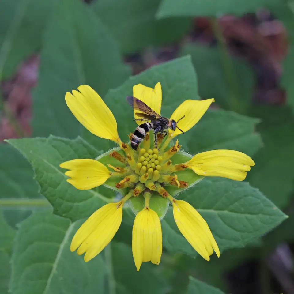 Pineland Nerveray (Tetragonotheca helianthoides)