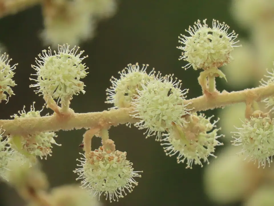 Rice Paper Plant (Tetrapanax papyrifer)