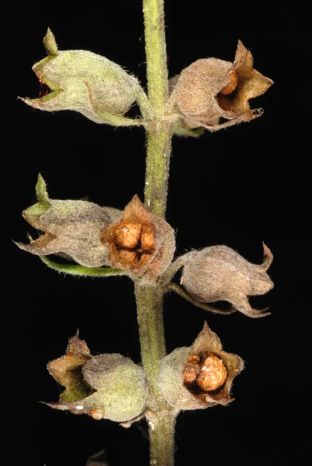 American Germander (Teucrium canadense)