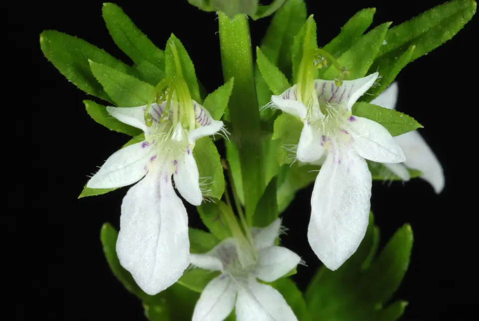 Coastal Germander (Teucrium cubense)