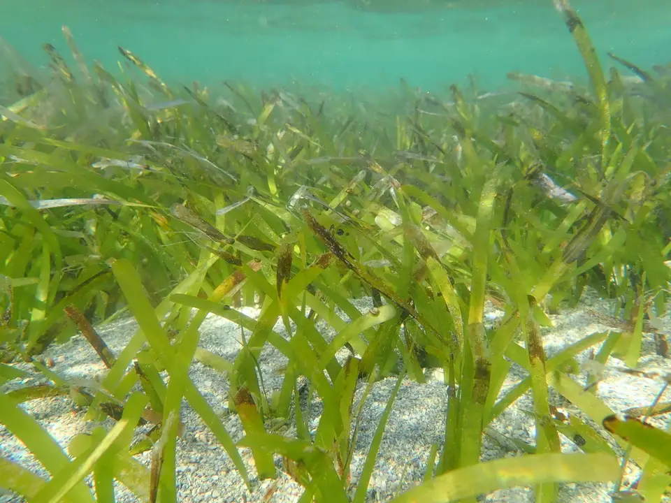 Turtle Grass (Thalassia testudinum)