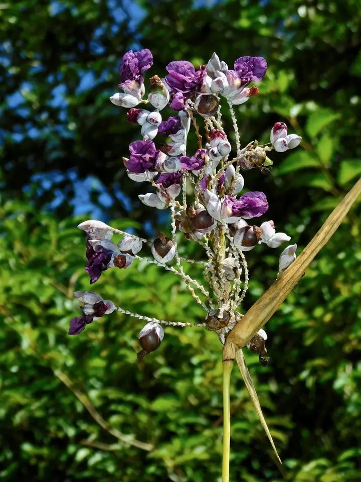 Powdery Thalia (Thalia dealbata)