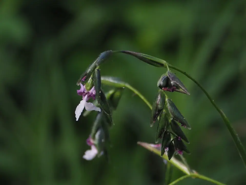 Alligator Flag (Thalia geniculata)