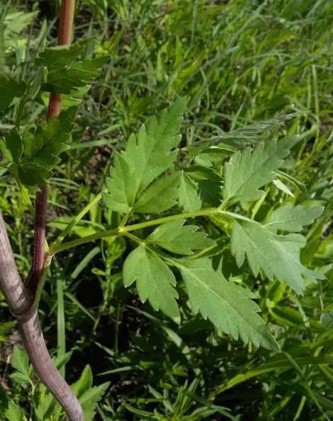 Chapman's Meadow-Parsnip (Thaspium chapmanii)