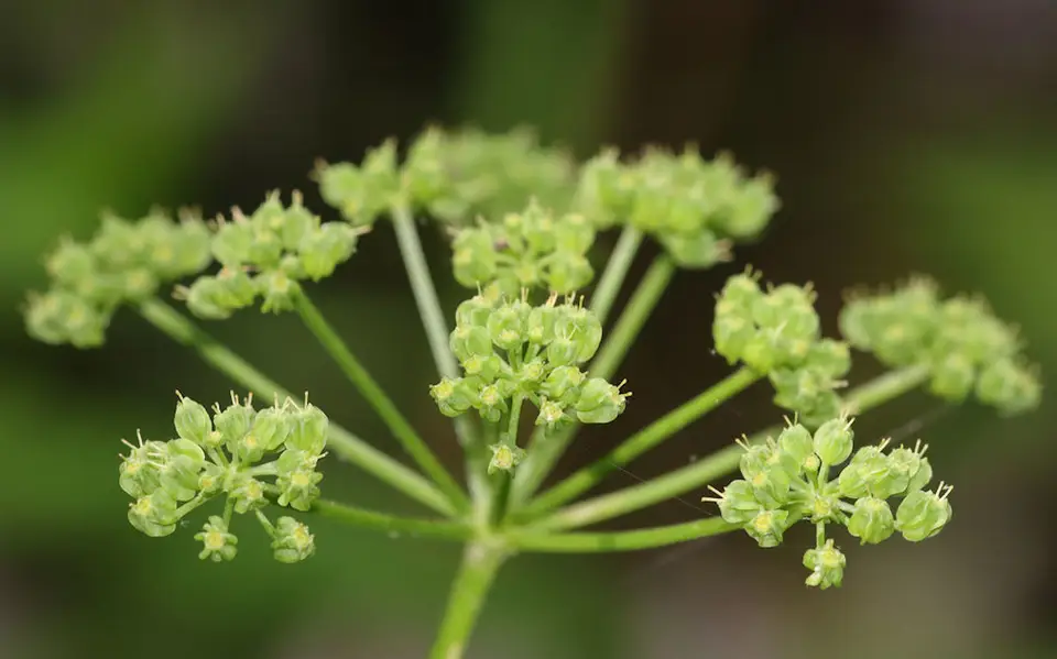 Meadow-Parsnip (Thaspium trifoliatum)