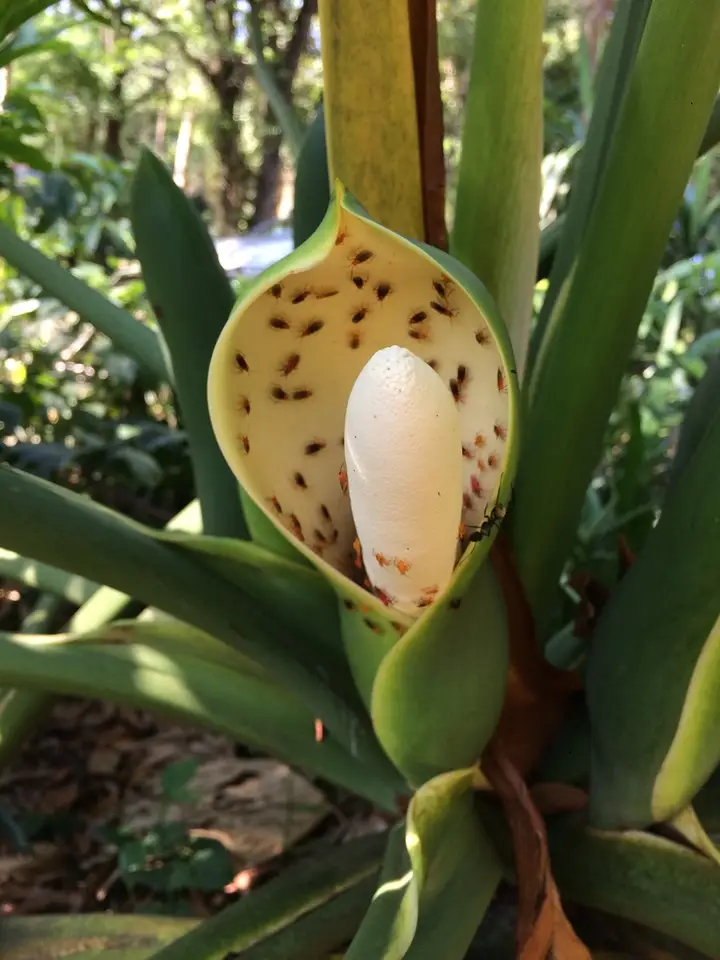 Tree Philodendron (Thaumatophyllum bipinnatifidum)