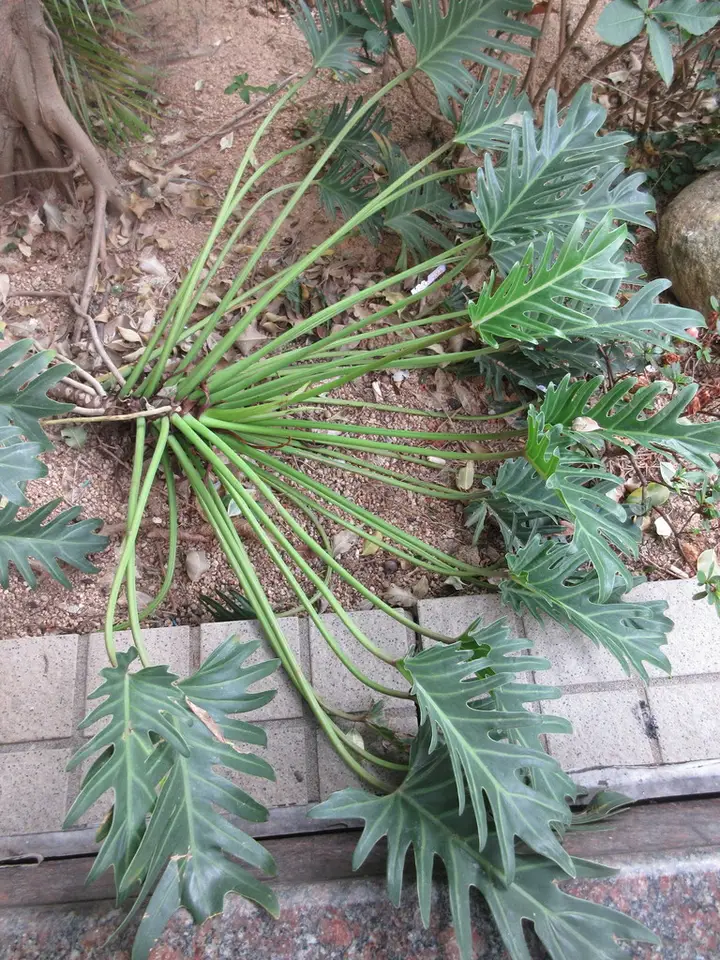 Cut-Leaf Philodendron (Thaumatophyllum xanadu)