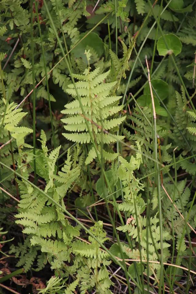 Swamp Fern (Thelypteris confluens)