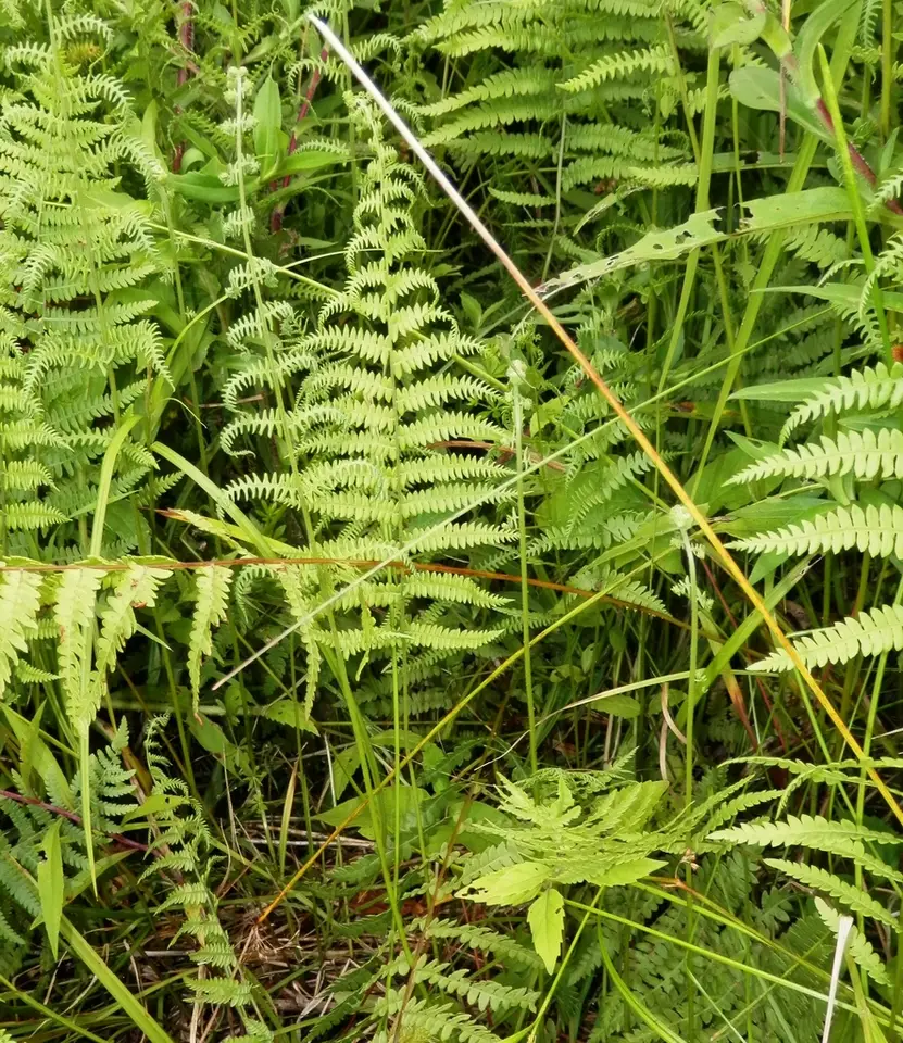 Marsh Fern (Thelypteris palustris)