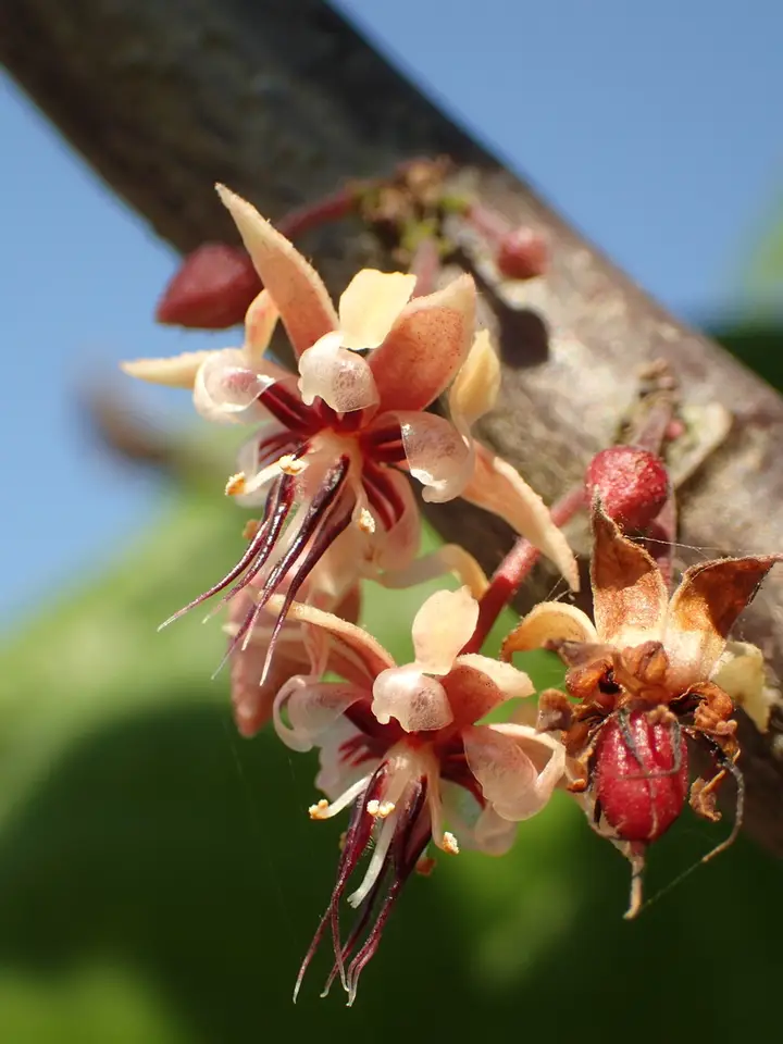 Cacao Tree (Theobroma cacao)