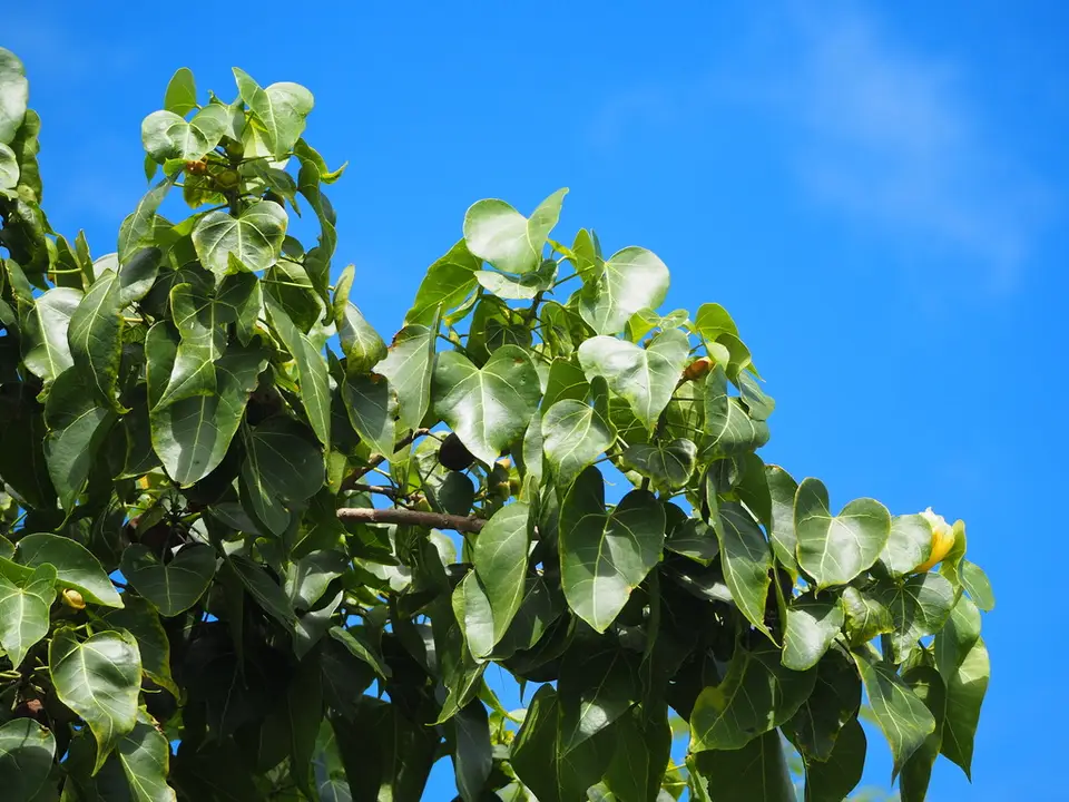 Indian Tulip Tree (Thespesia populnea)