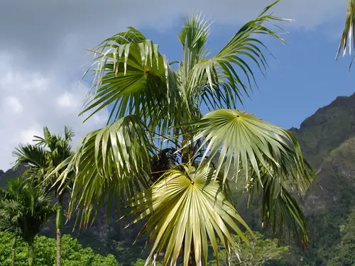 Florida Thatch Palm (Thrinax radiata)