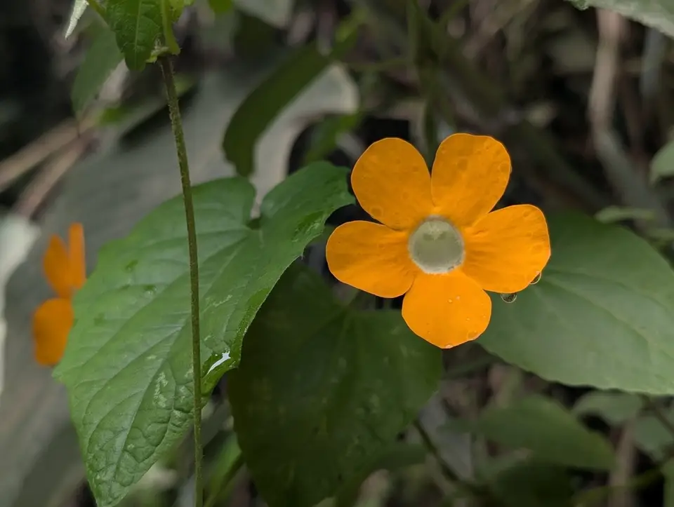 Black-Eyed Susan Vine (Thunbergia alata)