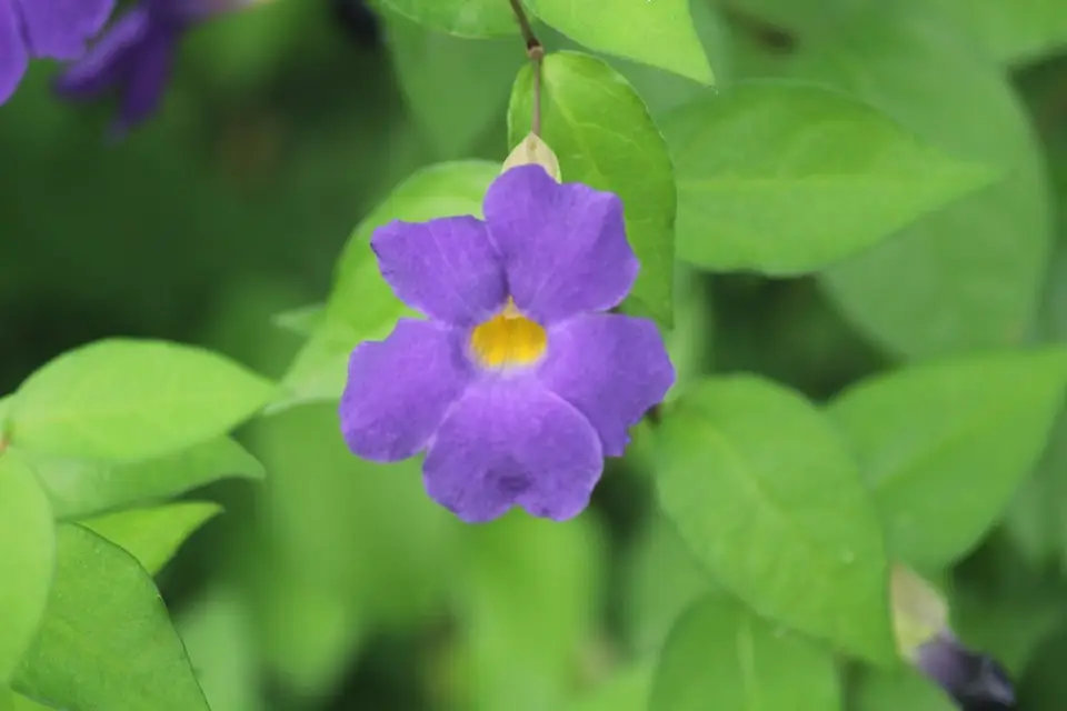 Bush Thunbergia (Thunbergia erecta)